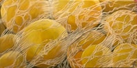 a painting of yellow and white balls on a canvas